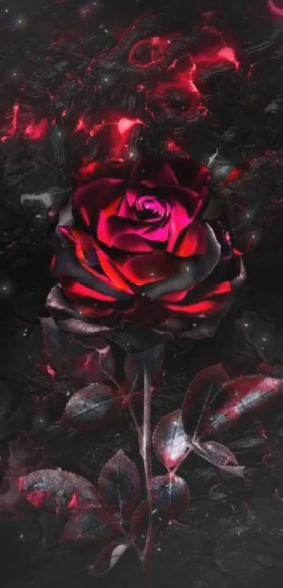 Dark rose wallpaper with deep red petals on black background.