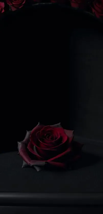 Elegant dark rose wallpaper with a deep black background.