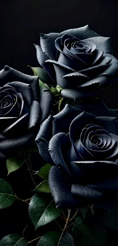 Elegant dark rose wallpaper with black roses on a matte background.