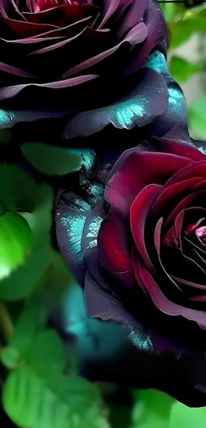 Dark red roses with vibrant green leaves wallpaper.