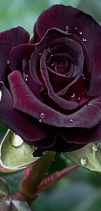 Dark rose with water droplets, elegant wallpaper.