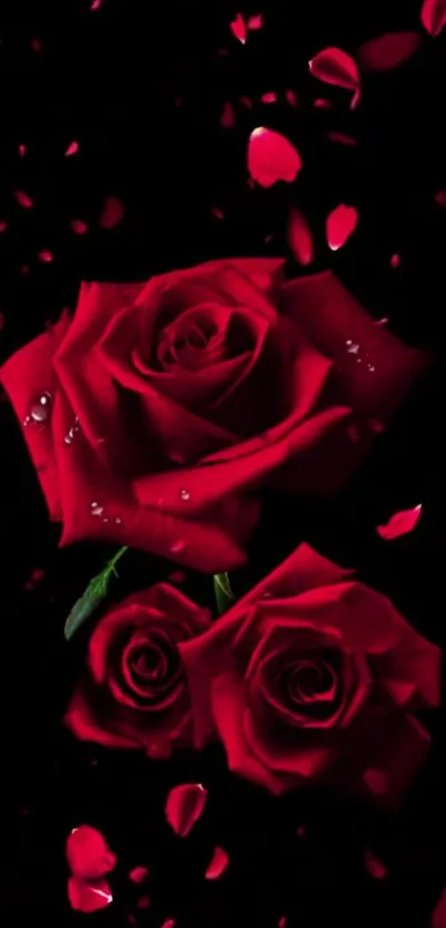 Elegant dark wallpaper with vivid red roses and petals on a black background.