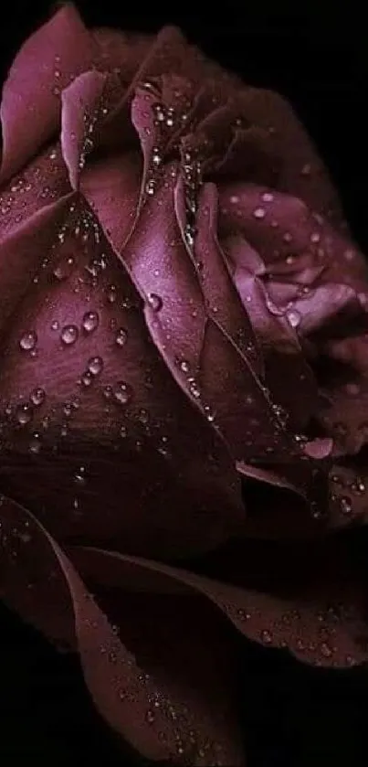 Dark rose with dewdrops on petals, elegant wallpaper.