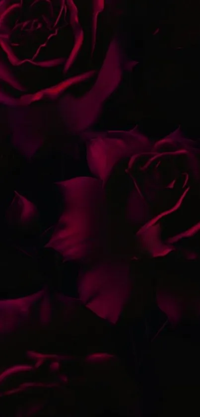 Dark rose wallpaper with deep purple hues.