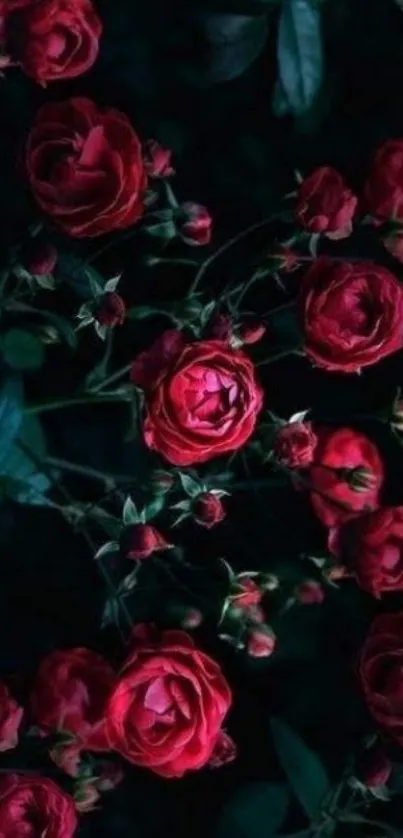 Dark red roses on a black background, elegant and vibrant.