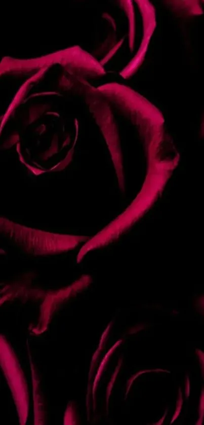 Dark red roses creating a dramatic and elegant floral pattern on a black background.