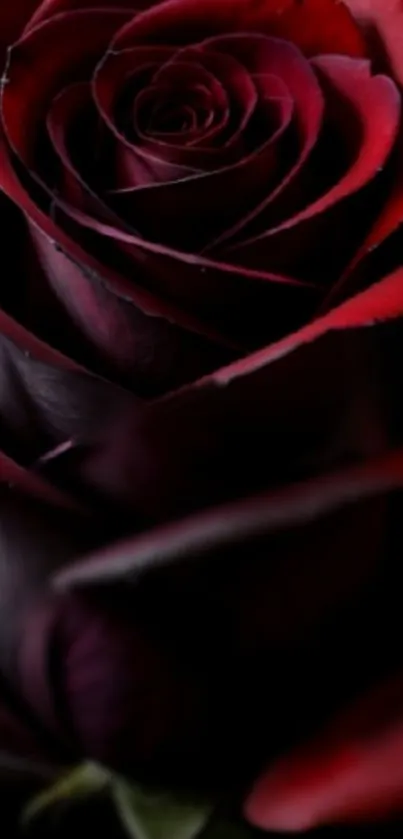 Elegant dark red rose in striking mobile wallpaper.