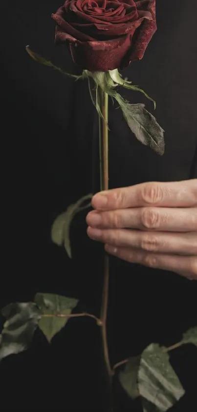 Elegant dark rose held in hand against black background.