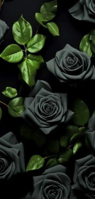 Beautiful dark roses with green leaves background