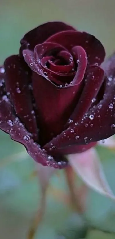 Dark maroon rose with dew drops on petals mobile wallpaper.