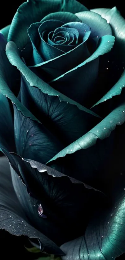 Dark teal rose with exquisite details on a black background.