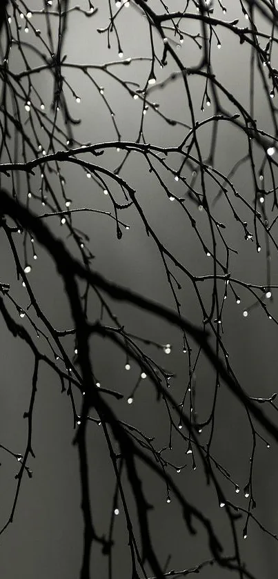 Dark tree branches with dew drops on a grey background.