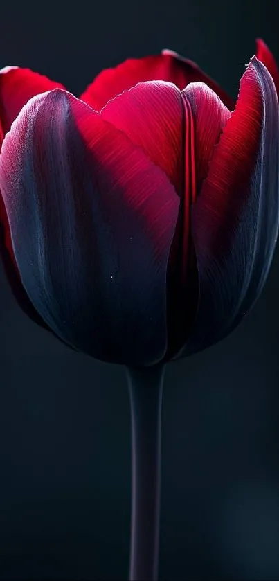 A close-up of a dark red tulip with elegant petals.