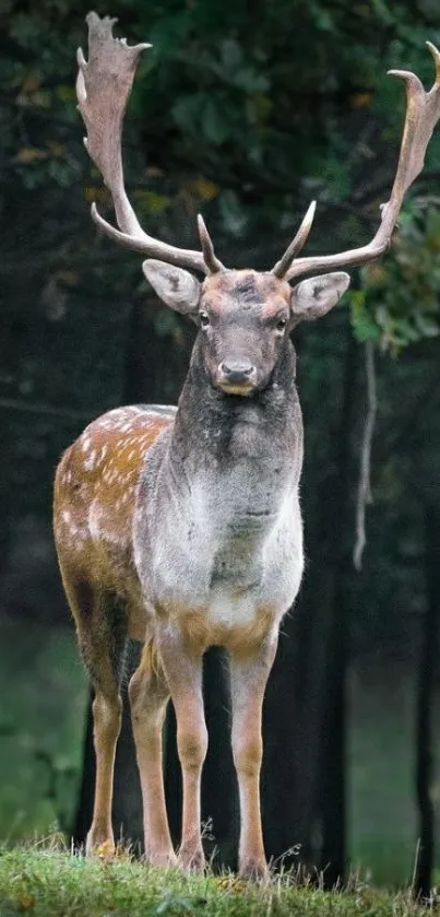 Elegant deer standing in a lush forest.