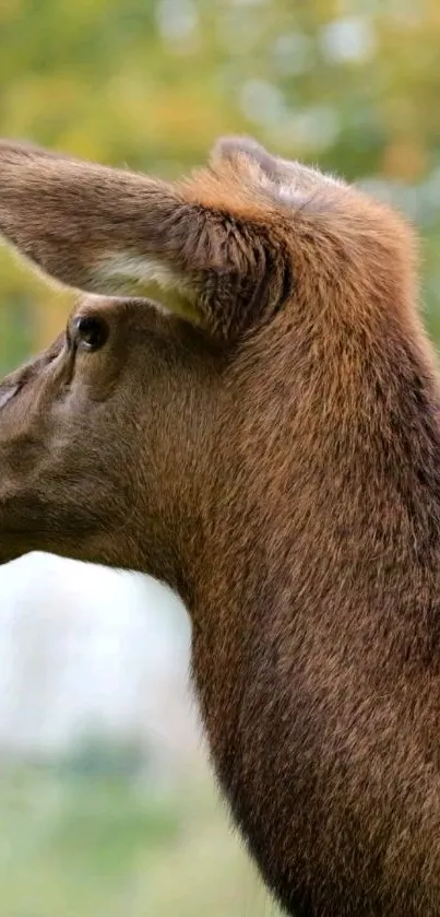 Side view of a deer with lush green background in serene nature.