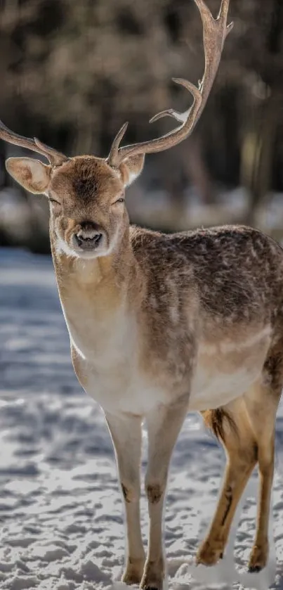 Majestic deer in a serene snowy landscape, perfect for mobile wallpaper.