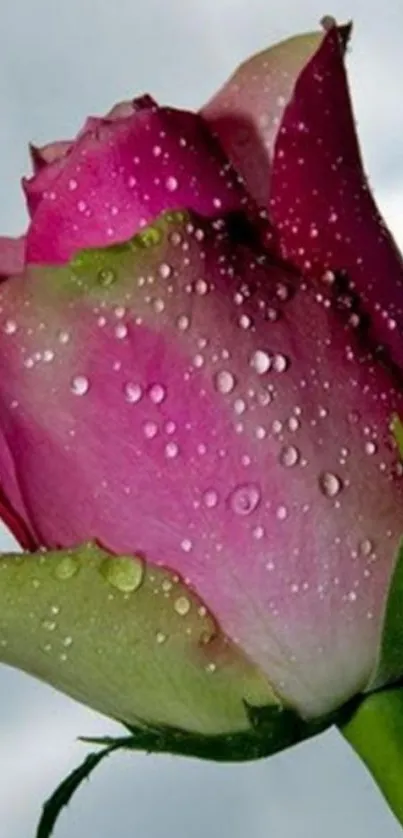 Pink rose with dew drops on a serene background.