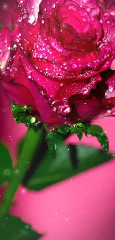 Vibrant pink rose with dewdrops, creating an elegant mobile wallpaper.