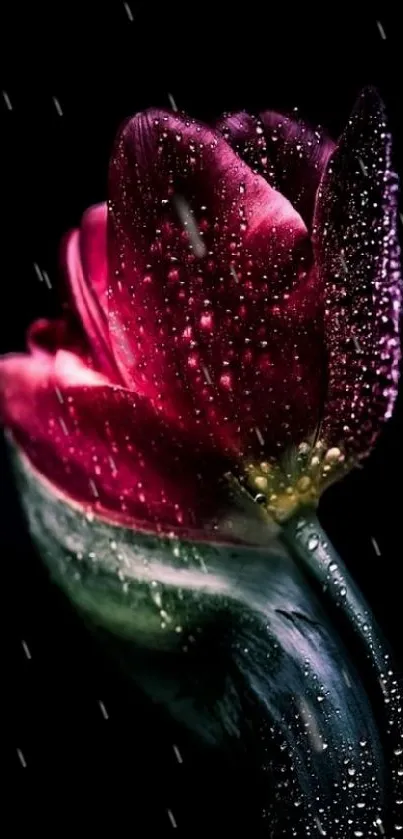 Elegant tulip with dew drops on a dark background.