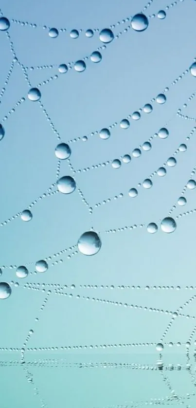 Spiderweb with dew drops on soft blue background.