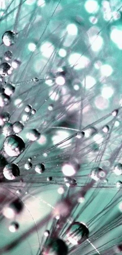 Close-up of dewdrops on plant strands with turquoise hue.