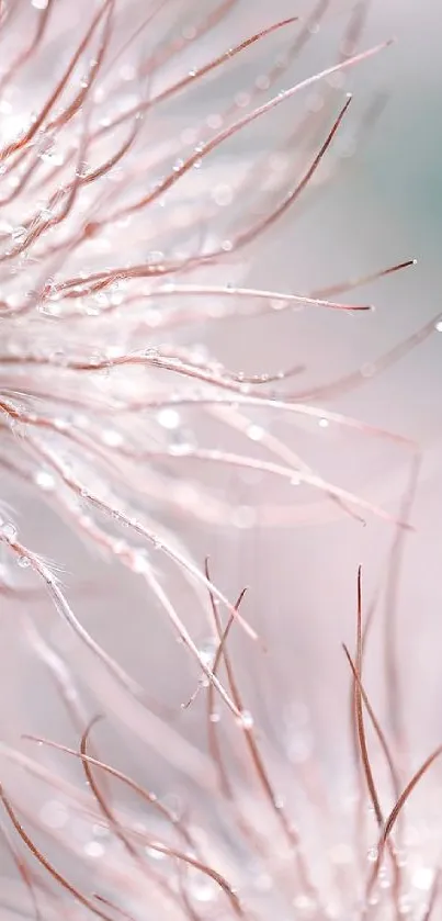 Close-up of dewy soft pink feathers in a serene nature-inspired wallpaper.