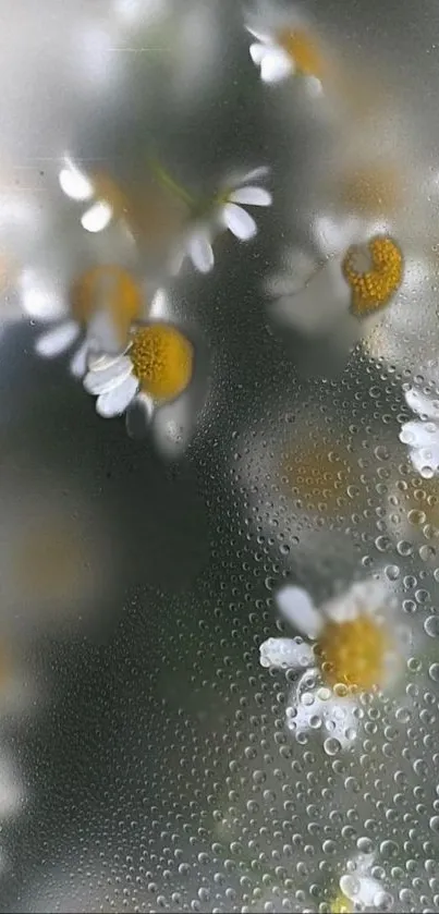 Dewy daisy flowers with water droplets on a gray background.