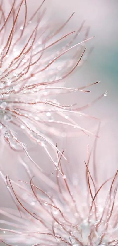 Close-up of dewy flowers with a soft pastel pink and blue background.