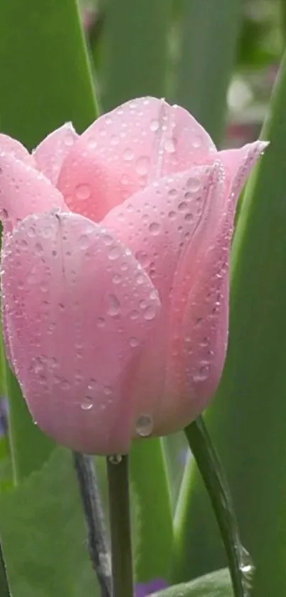 Dewy pink tulip with green leaves mobile wallpaper.