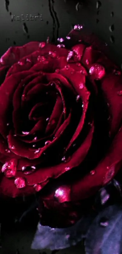 Elegant dewy red rose on a dark background mobile wallpaper.