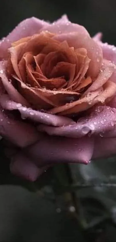 Close-up of pink rose with dewdrops.