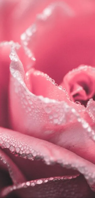 Pink dewy rose close-up wallpaper with delicate petals.