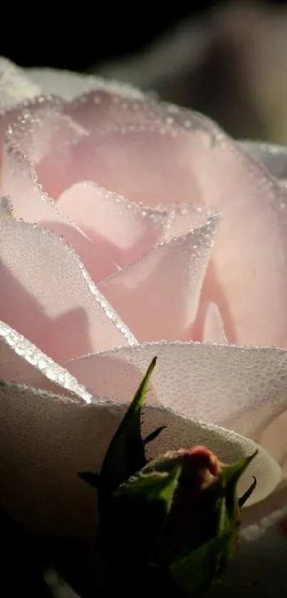 Close-up of dewy soft pink rose in shadow, perfect for mobile wallpaper.