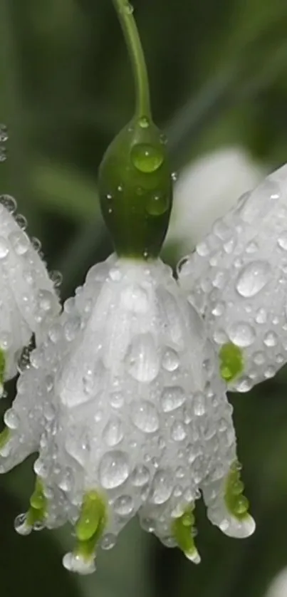 Close-up of dewy snowdrop flowers with water droplets.