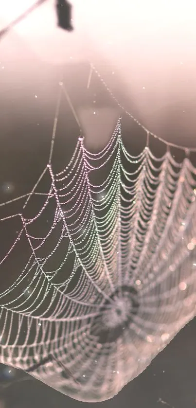 Delicate spider web with morning dew in soft pink light.