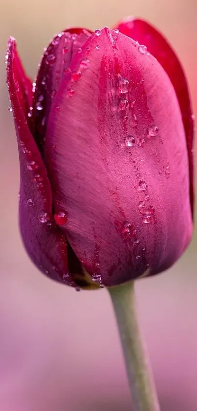 Close-up of a dewy pink tulip with blurred background.