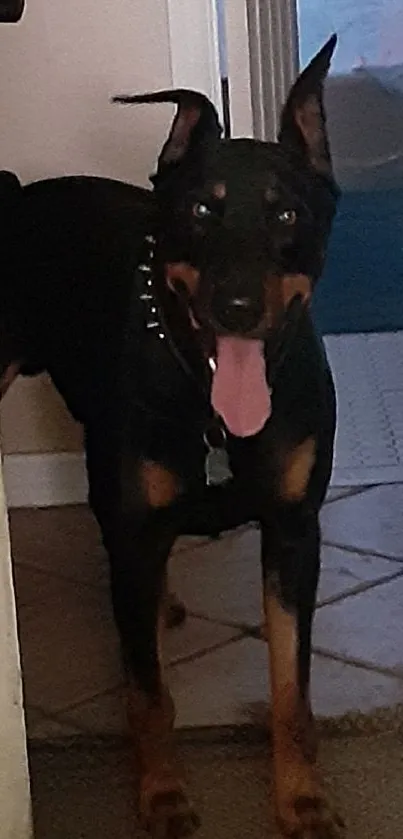 Doberman dog standing in a hallway with tongue out on a mobile wallpaper.