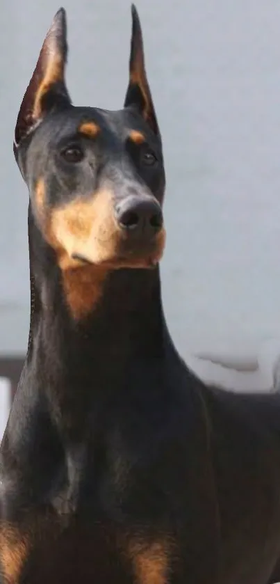 Elegant Doberman pinscher in black and tan for phone wallpaper.