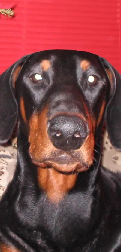 Doberman with black and tan coat in a regal pose, perfect for mobile wallpaper.