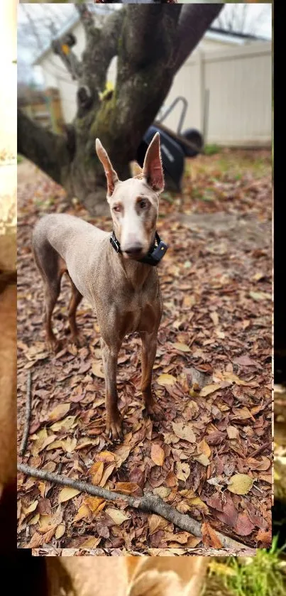 Elegant dog standing on autumn leaves with trees in background.