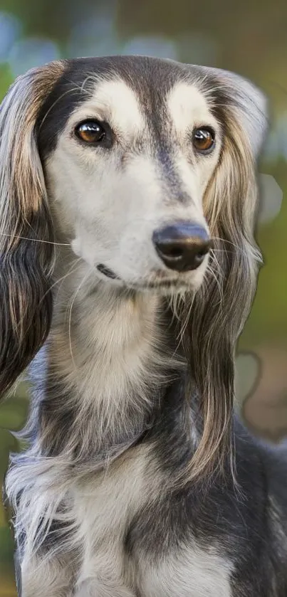 Elegant long-haired dog in green nature scene.