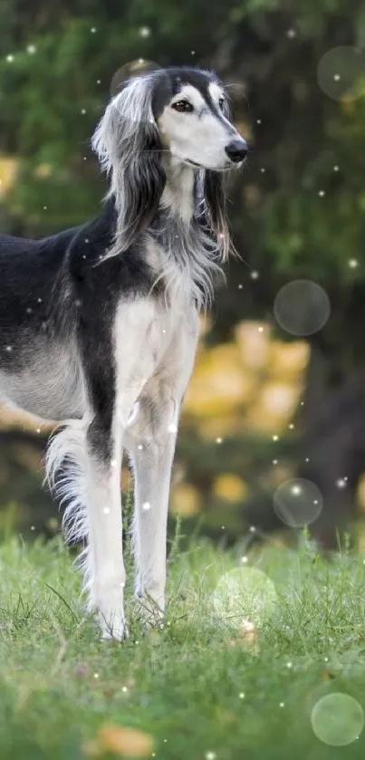 Majestic greyhound dog standing in lush green landscape.