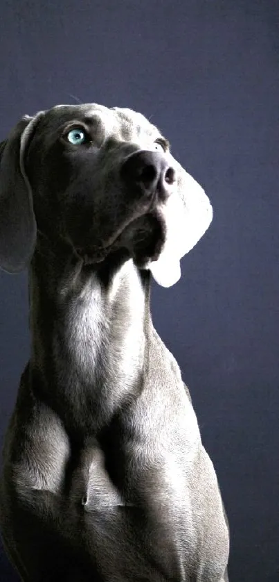 Majestic Weimaraner in dark elegant setting phone wallpaper.