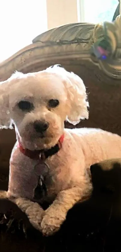 White dog sitting on a plush sofa indoors.