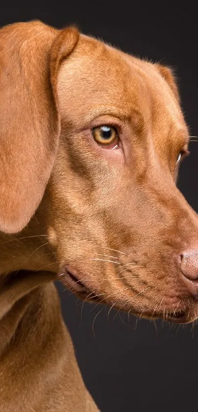 Side profile of a brown dog on dark background, mobile wallpaper.