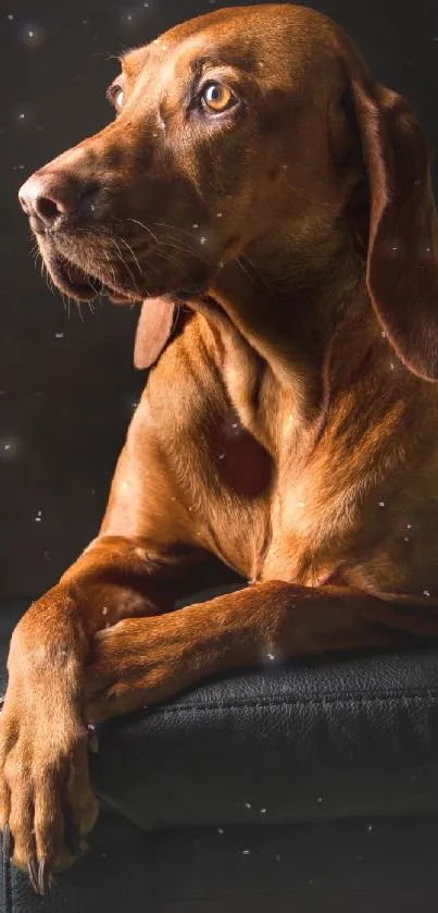 Elegant dog portrait on dark background.