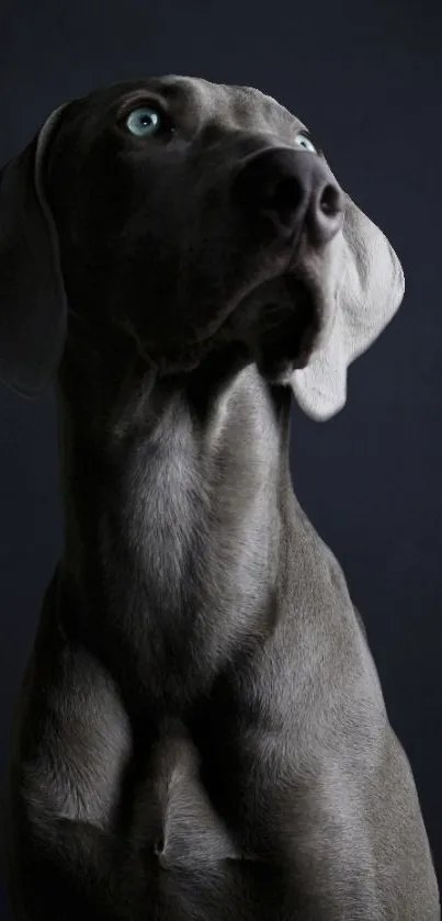 Weimaraner dog against black background in elegant wallpaper.