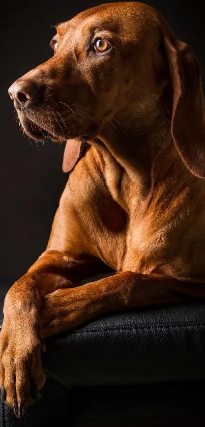 Elegant brown dog on a black leather chair with dark background.