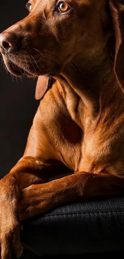 Elegant brown dog lying against a dark background in portrait mode.