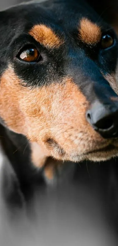 Close-up of a dog's face in a natural setting.